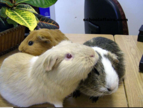 Switzerland Prohibits the Ownership of Just One Guinea Pig