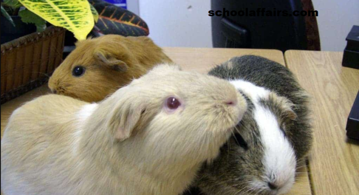 Switzerland Prohibits the Ownership of Just One Guinea Pig