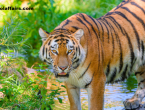 Amazing Facts You Didn't Know about the Tiger's Striped Skin