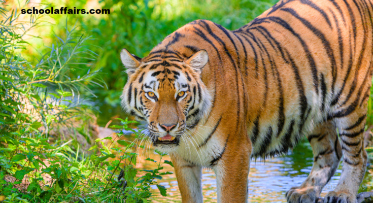 Amazing Facts You Didn't Know about the Tiger's Striped Skin