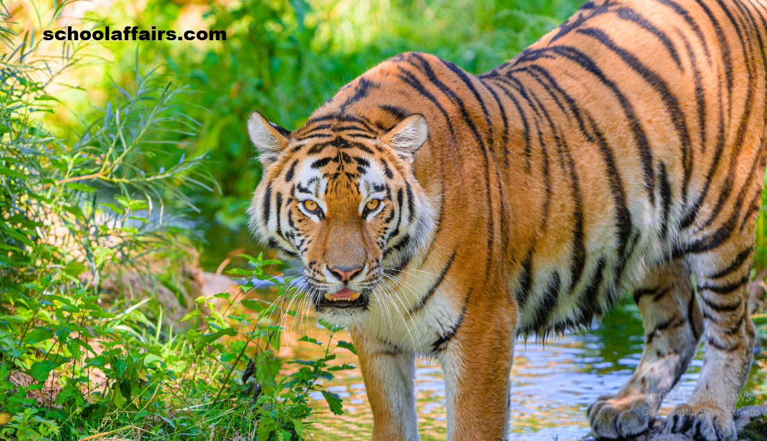 Amazing Facts You Didn’t Know about the Tiger’s Striped Skin